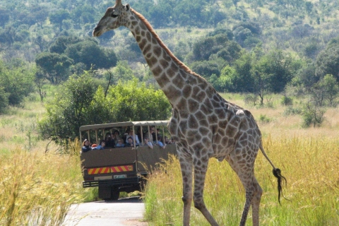 Sun City & Pilanesberg Nature Reserve Full-Day Tour Standard Option