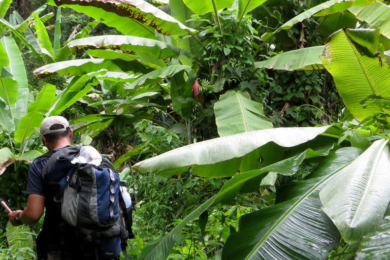 Z Chiang Mai: jednodniowy trekking wysokogórskiZ Chiang Mai: całodniowy trekking w wysokie góry