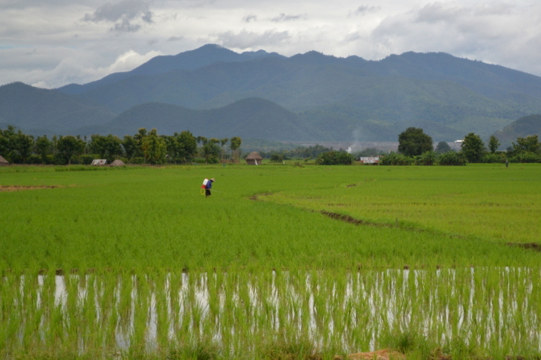 Desde Chiang Mai: Excursión en bici por el Valle y las Cascadas de Mae Taeng