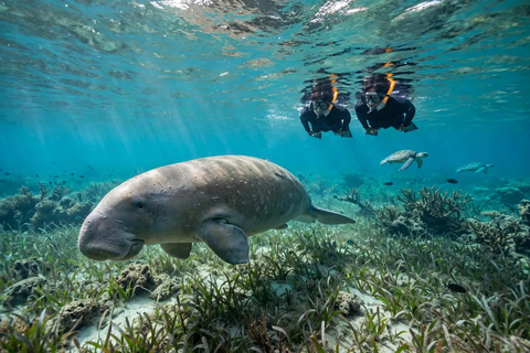 Coron - Busuanga: Dugong & Turtle Snorkeling Tour with Lunch
