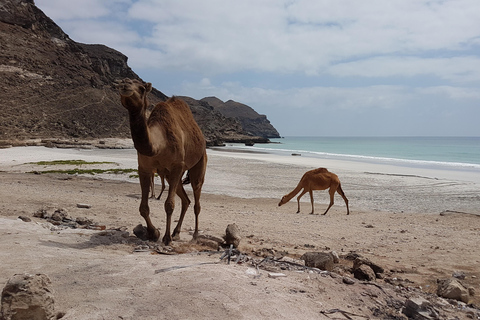 Salalah: Passeio de camelo na praia com recolha e entrega no hotel30 minutos de passeio de camelo na praia