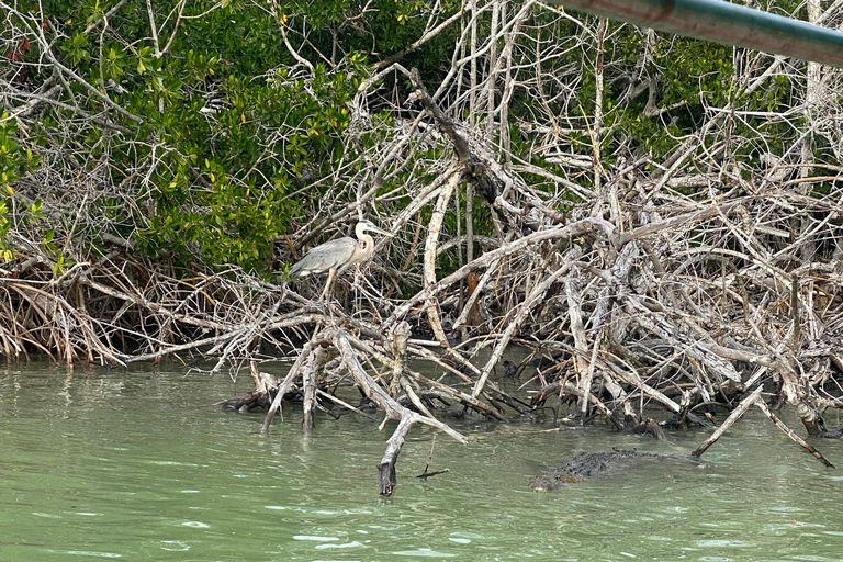 Natuurbelevenis Rio Lagartos en Las Coloradas.