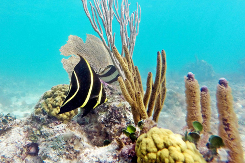 Excursion privée à l'île Catalina depuis Punta Cana : snorkeling et plageExcursion privée à l'île Catalina : snorkeling et plage depuis Punta Cana