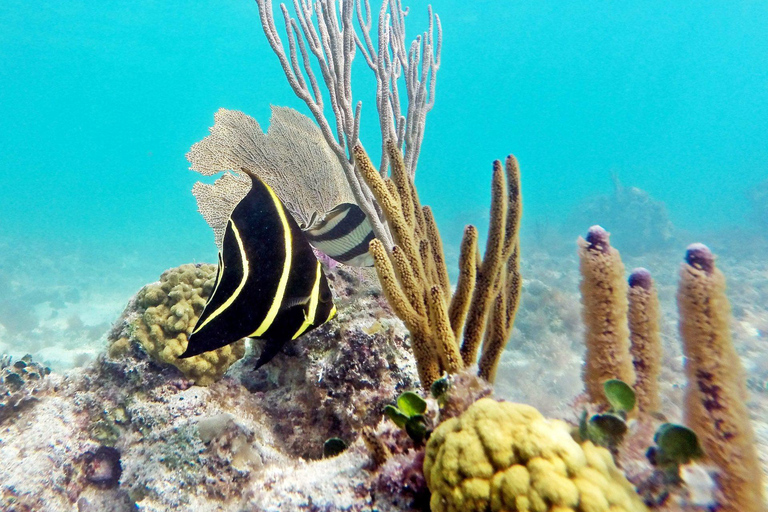 Excursion privée à l'île Catalina depuis Punta Cana : snorkeling et plageExcursion privée à l'île Catalina : snorkeling et plage depuis Punta Cana