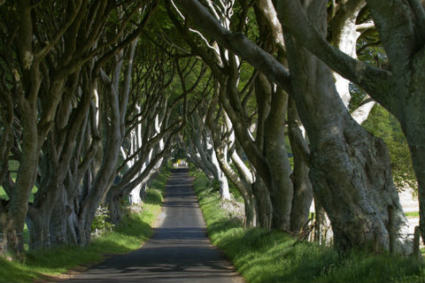 Vanuit Belfast: Giant's Causeway, Dunluce Castle, Dark HedgesVanuit Belfast: dagtour Giant's Causeway