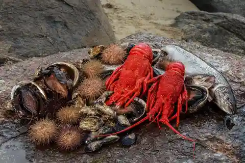 Hobart: Full-Day Tasmania Gourmet Seafood Cruise