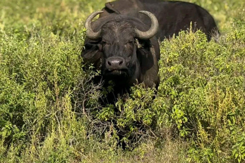 Nairobi: 3-Day honeymoon safari to Amboseli National Park Overnight Private to Amboseli National Park