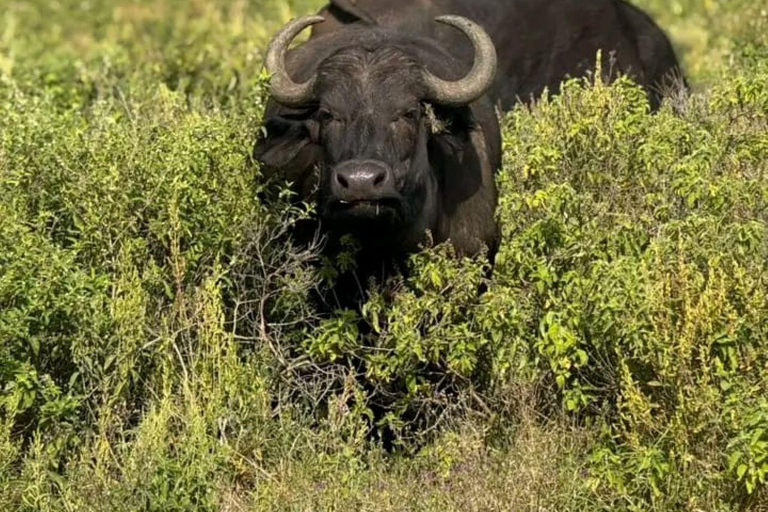 Nairobi: 3-Day honeymoon safari to Amboseli National Park Overnight Private to Amboseli National Park