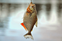 Манаус, тур на полном дне на реке Амазон - Housity