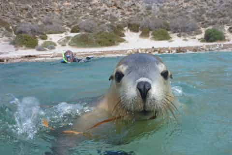 Swim with the Sealions