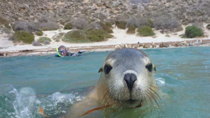 swim with the sealions
