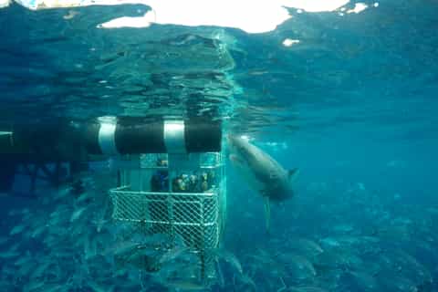 Great White Shark Cage One-Day Diving Experience