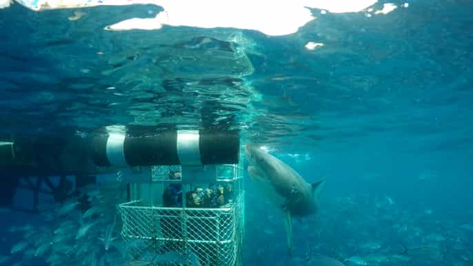great white shark cage oneday diving experience