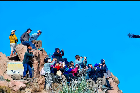 Arequipa: całodniowa wycieczka do kanionu Colca z Arequipy