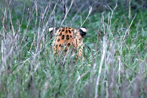 From Jaipur: Jhalana Leopard Safari - Wild Encounters