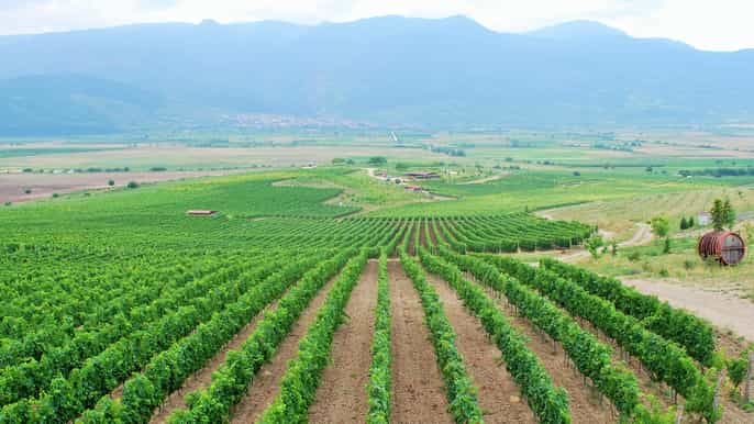 full day wine tour from plovdiv