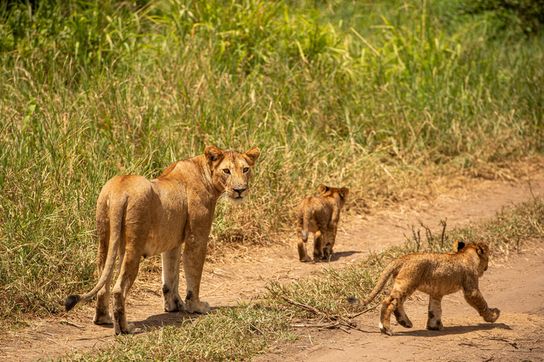 SERENGETI & NGORONGORO 5 DAYS SAFARIS (Copy of) SERENGETI & NGORONGORO 5 DAYS SAFARIS