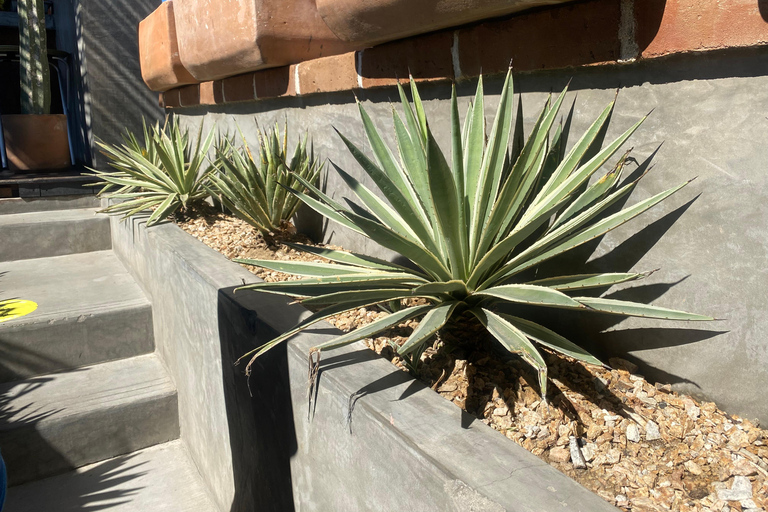La Paz: Todos Santos Day Trip