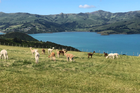 Christchurch: Akaroa & Alpaca Farm Tour with Lunch