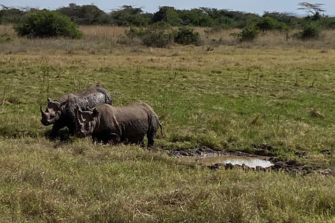 Nairobi-Nationalpark Ganz- oder Halbtagestour mit GuideNairobi National Park Halbtagestour mit Guide