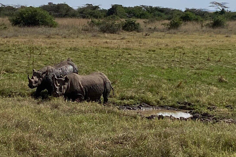 Nairobi National Park Full or Half-Day Tour with Guide Nairobi National Park Half-Day Tour with Guide