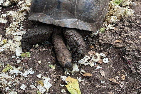 Prison Island, tartarughe marine, Rock Restaurant e relax in spiaggiaTour privato senza servizio di prelievo e rientro in hotel