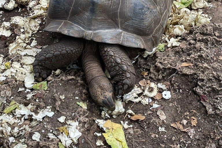 Prison Island, tartarughe marine, Rock Restaurant e relax in spiaggiaTour privato senza servizio di prelievo e rientro in hotel
