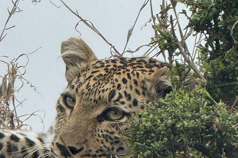 Vanuit Johannesburg: 6-daagse luxe Kruger Park safari