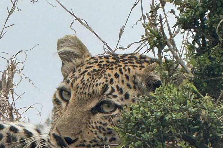 Vanuit Johannesburg: 6-daagse luxe Kruger Park safari