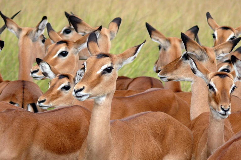 From Kigali: Akagera National Park 2-Day Safari Tour