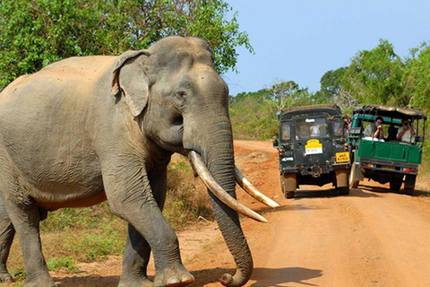 Sri Lanka Bergzug, Wasser-Rafting, Dschungel-Safari