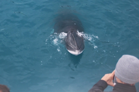 Reykjavik : observation de baleines et macareux