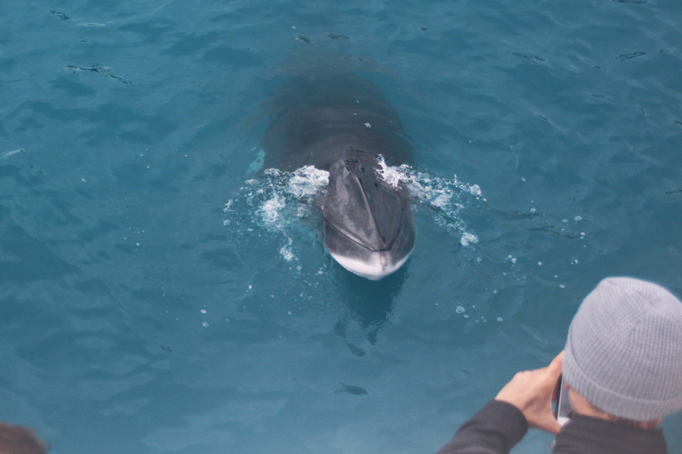 Reykjavik: Half–Day Whales and Puffins Combo Tour