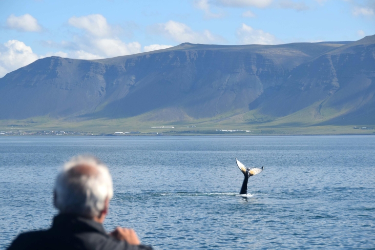 Reykjavik: Half–Day Whales and Puffins Combo Tour