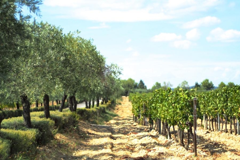 Depuis Montpellier : visite vin et huile d’olive