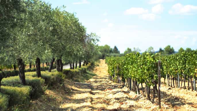 from montpellier wine and olive oil morning tour