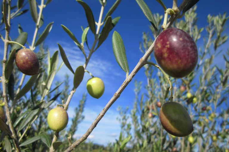 Od Montpellier: Poranna wycieczka po winach i oliwie z oliwekWina i oliwy Tour