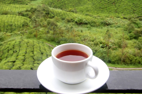 Tour di 1 giorno delle Cameron Highlands da Kuala Lumpur