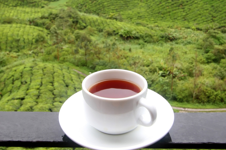 Cameron Highlands 1 Day Tour from Kuala Lumpur