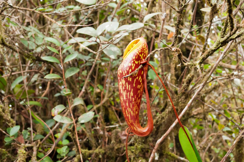 Visite à la journée des Cameron Highlands au départ de Kuala LumpurExcursion d'une journée dans les Cameron Highlands au départ de Kuala Lumpur