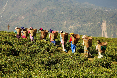 Tour di 1 giorno delle Cameron Highlands da Kuala Lumpur