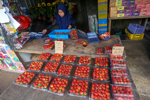 Visite à la journée des Cameron Highlands au départ de Kuala LumpurExcursion d'une journée dans les Cameron Highlands au départ de Kuala Lumpur