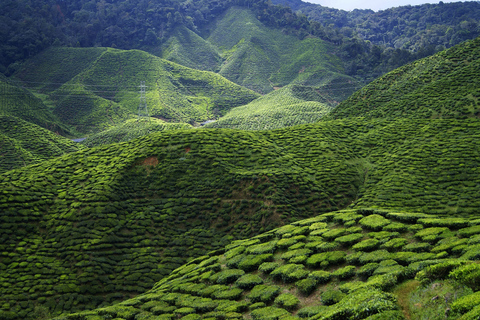 Visite à la journée des Cameron Highlands au départ de Kuala LumpurExcursion d'une journée dans les Cameron Highlands au départ de Kuala Lumpur