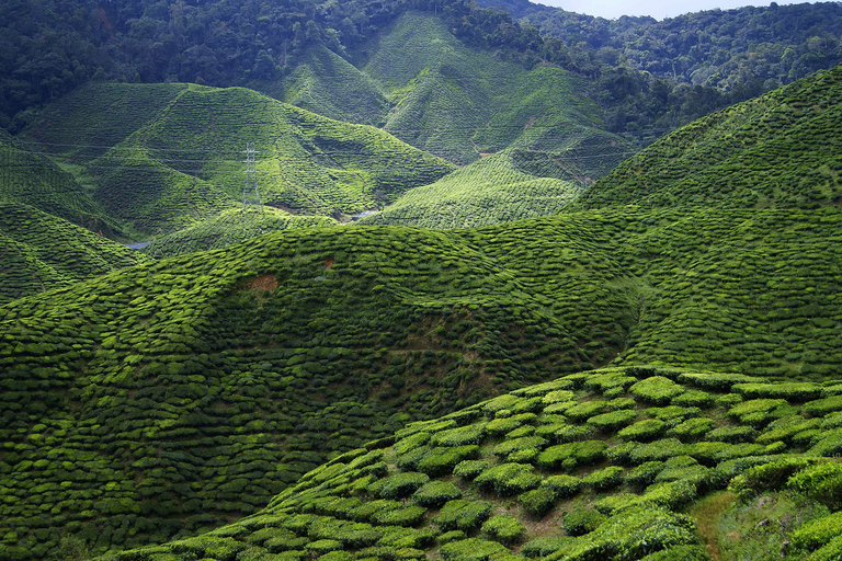 Tour di 1 giorno delle Cameron Highlands da Kuala Lumpur