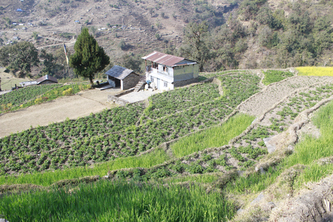 Von Pokhara: 2 Tage 1 Nacht Ulleri, Ghorepani Poon Hill Trek