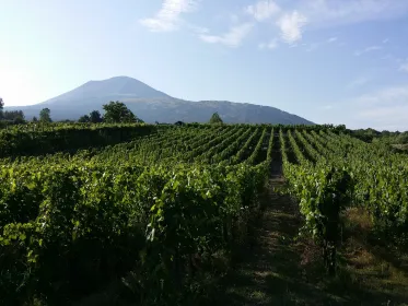Vesuv-Weinprobe, Mittagessen und Weinbergsbesuch