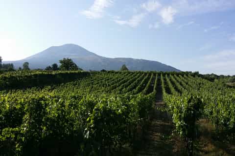 Vesuvius Wine Tasting, Lunch and Vineyard Visit