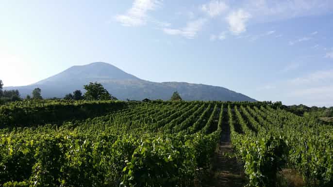 vesuvius wine tasting lunch and vineyard visit