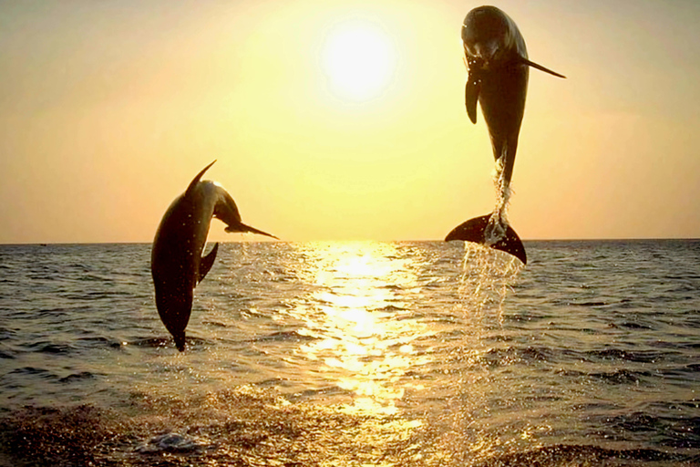 Medulin: 3h Ultra ALL-INCLUSIVE Sunset Dolphin Boat trip 3hours Dolphin Sunset watching with drinks+dinner sandraboat