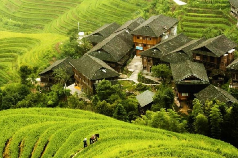 From Guilin: Longsheng Dragon's Backbone Rice Terraces